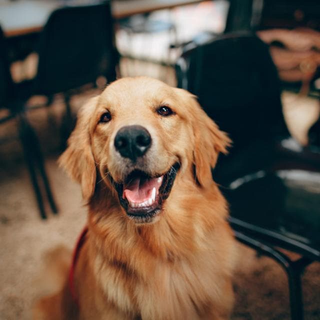 Milo at the café